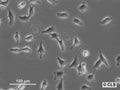 NRK-4xlambdaN22-3xmEGFP-M9 cell