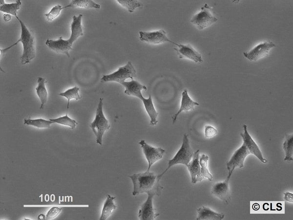 NRK-4xlambdaN22-3xmEGFP-M9 cell