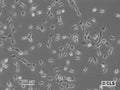 NRK-EGFP-H2B cell