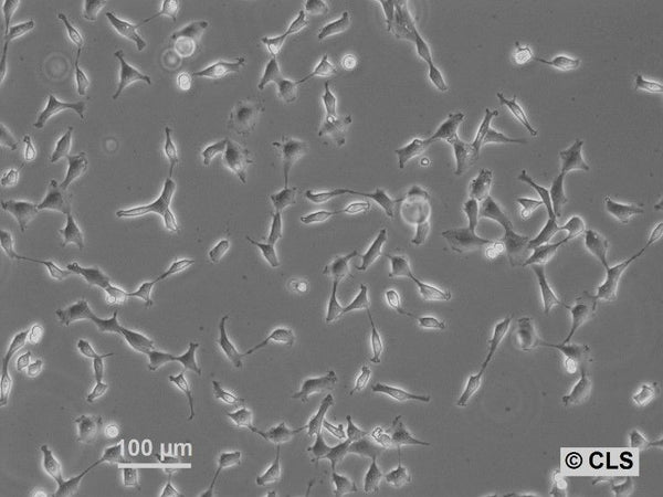 NRK-EGFP-H2B cell
