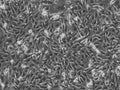 NRK-EGFP2-Nup50 cell