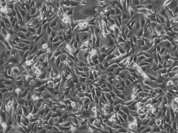 NRK-EGFP2-Nup50 cell