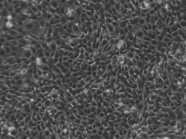 NRK-EGFP3-Seh1 cell