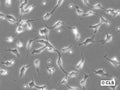 NRK-IBB-DiHcRed1 cell