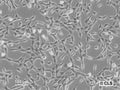 NRK-Pom121-EGFP3 cell