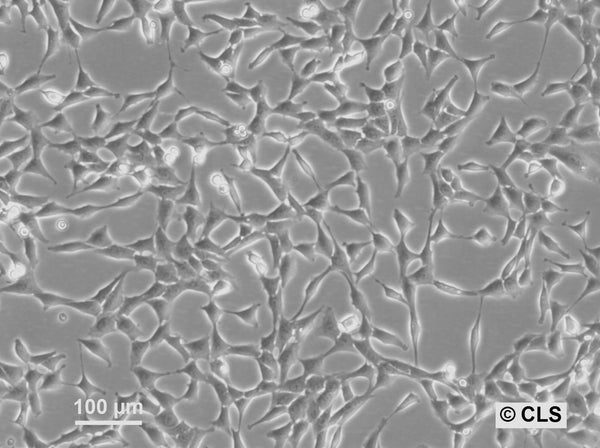 NRK-Pom121-EGFP3 cell
