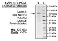 NLRP3 (K232A), His-FLAG-Tag (Sf9-derived) Recombinant – Figure 1 of 1