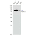 Recombinant CREB Regulated Transcription Coactivator 2 Monoclonal Antibody – Figure 1 of 3