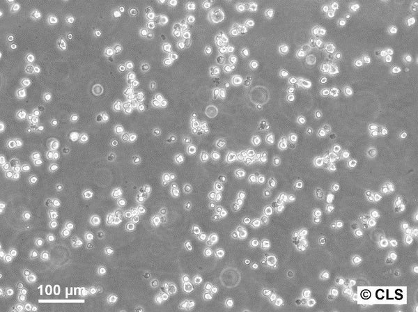 NS-1 (P3/NS/1-Ag4.1) cell