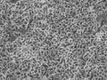 NS3-CMPK-hLBR1TM-mEGFP cell