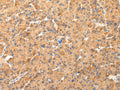 AQP7 Polyclonal Antibody – Figure 1 of 3