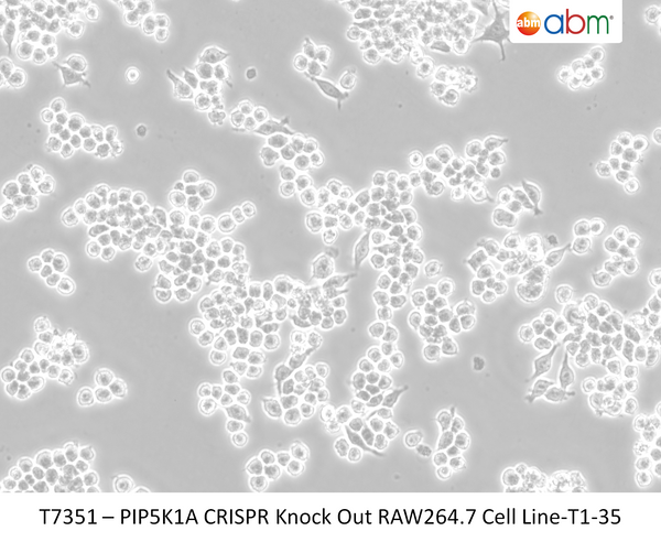 PIP5K1A CRISPR Knock Out RAW264.7 Cell Line-T1-35 – Figure 1 of 1