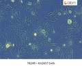 KIJ265T Cells | Applied Biological Materials (abm)