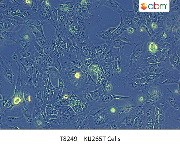 KIJ265T Cells | Applied Biological Materials (abm)