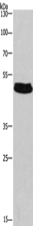 SEPT7 Polyclonal Antibody – Figure 1 of 4