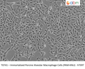 Immortalized Porcine Alveolar Macrophage Cells (PAM-KNU) - hTERT | Applied Biological Materials (abm)