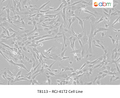 RCJ-41T2 Cell Line | Applied Biological Materials (abm)