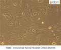 Immortalized Porcine Fibroblast Cell Line (iKUF09) | Applied Biological Materials (abm)
