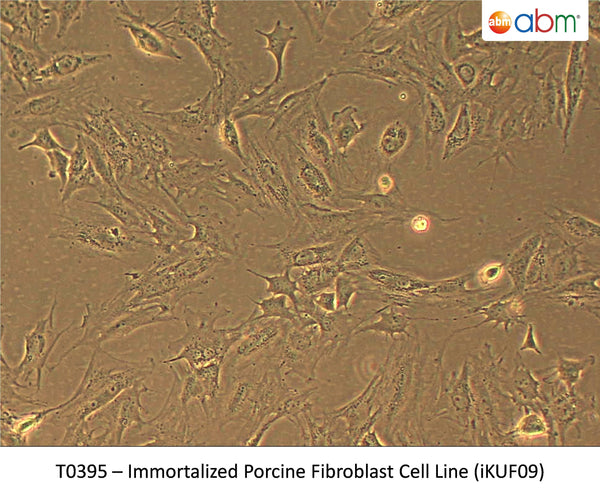 Immortalized Porcine Fibroblast Cell Line (iKUF09) | Applied Biological Materials (abm)