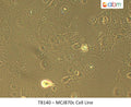 MCJB70c Cell Line | Applied Biological Materials (abm)