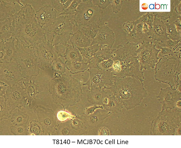 MCJB70c Cell Line | Applied Biological Materials (abm)