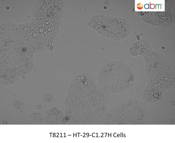HT-29-Cl.27H Cells | Applied Biological Materials (abm)