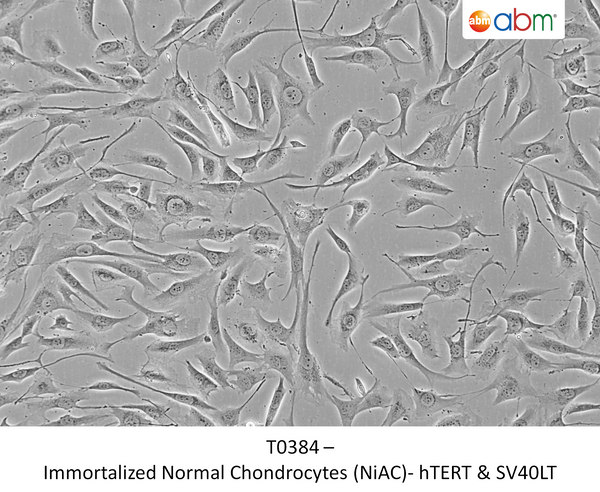 Immortalized Normal Chondrocytes (NiAC)- hTERT & SV40LT – Figure 1 of 1