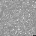 OP9 cell
