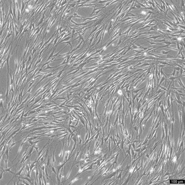 OP9 cell