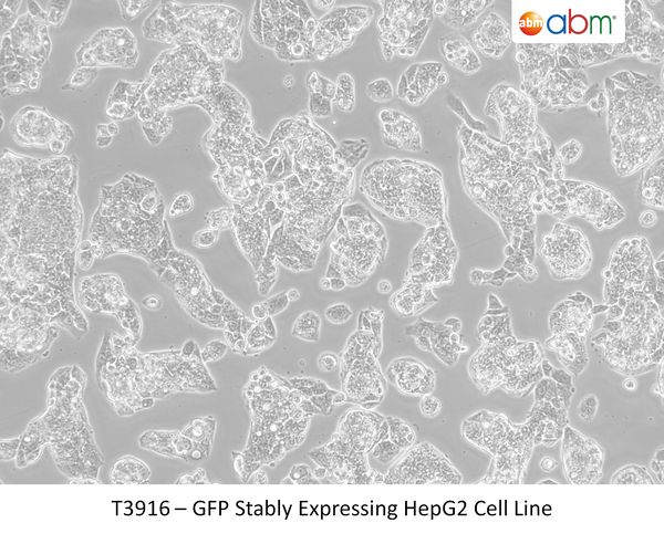 GFP Stably Expressing HepG2 Cell Line | Applied Biological Materials (abm)
