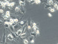 OS1-CLS cell