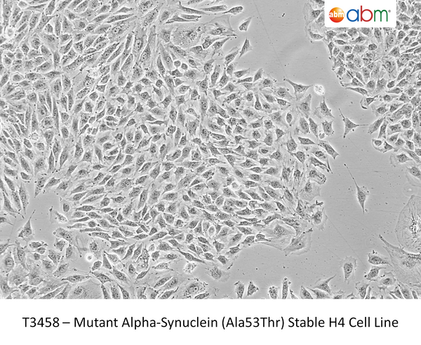 Mutant Alpha-Synuclein (Ala53Thr) Stable H4 Cell Line – Figure 1 of 1