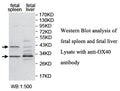 Anti-OX40 Antibody – Figure 1 of 1