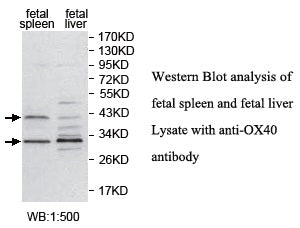 Anti-OX40 Antibody – Figure 1 of 1