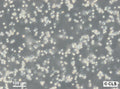 P388-D1 cell