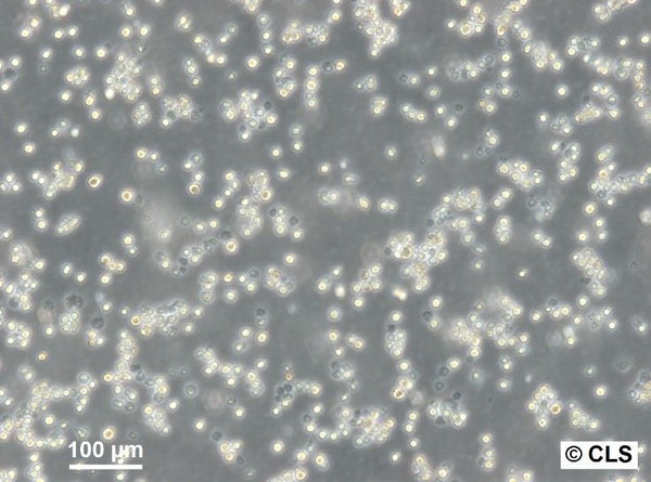 P388-D1 cell