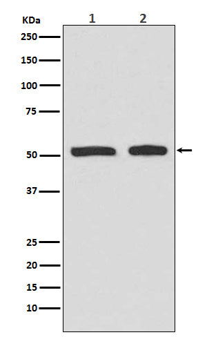 Western blot analysis of Phospho-p53 (Ser9) expression in (1)HepG2 cell lysates treated with etoposide; (2)HeLa cell lysates treated with etoposide.