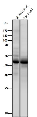 All lanes use the Antibody at 1:1K dilution for 1 hour at room temperature.