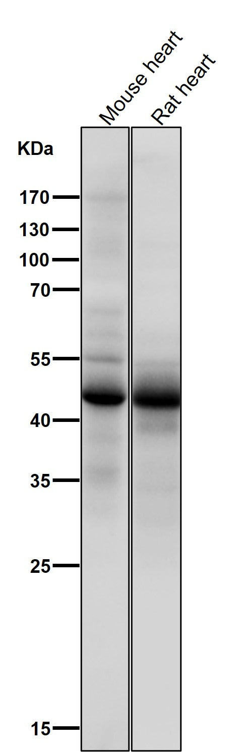 All lanes use the Antibody at 1:1K dilution for 1 hour at room temperature.