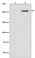 Western blot analysis of Phospho-mTOR (S2481) expression in (1)293 cell lysate treated with LP; (2)293 cell lysate.