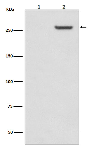 Western blot analysis of Phospho-mTOR (S2481) expression in (1)293 cell lysate treated with LP; (2)293 cell lysate.