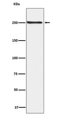 Anti-Phospho-mTOR (S2448) Rabbit Monoclonal Antibody