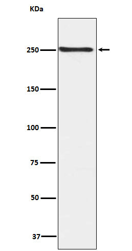 Anti-Phospho-mTOR (S2448) Rabbit Monoclonal Antibody