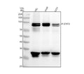 Anti-Phospho-STAT3 (S727) Rabbit Monoclonal Antibody