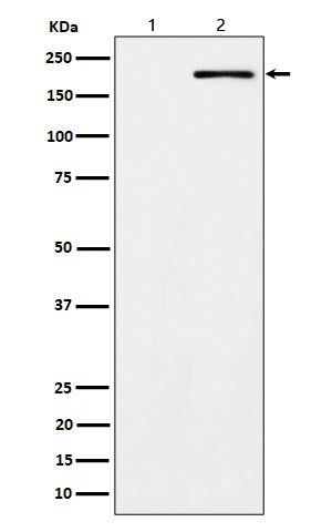 Western blot analysis of Phospho-ErbB2 (Y1139) expression in (1) A431 cell lysate; (2) A431 treated with EGF cell lysate.