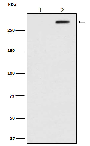 Western blot analysis of Phospho-ATM (Ser1981) in (1) HEK293 cell lysate; (2) HEK293 cell lysate treated with Doxorubicin.