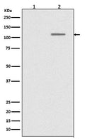 Anti-Phospho-SIRT1 (S47) Rabbit Monoclonal Antibody