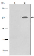 Western blot analysis of Phospho-EGFR (Y1110) expression in (1) A431 cell lysate; (2) A431 cell lysate treated with EGF.