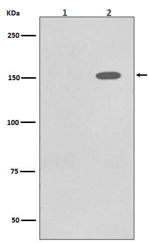 Western blot analysis of Phospho-EGFR (Y1110) expression in (1) A431 cell lysate; (2) A431 cell lysate treated with EGF.