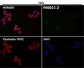 Immunofluorescent analysis using the Antibody at 1:50 dilution.